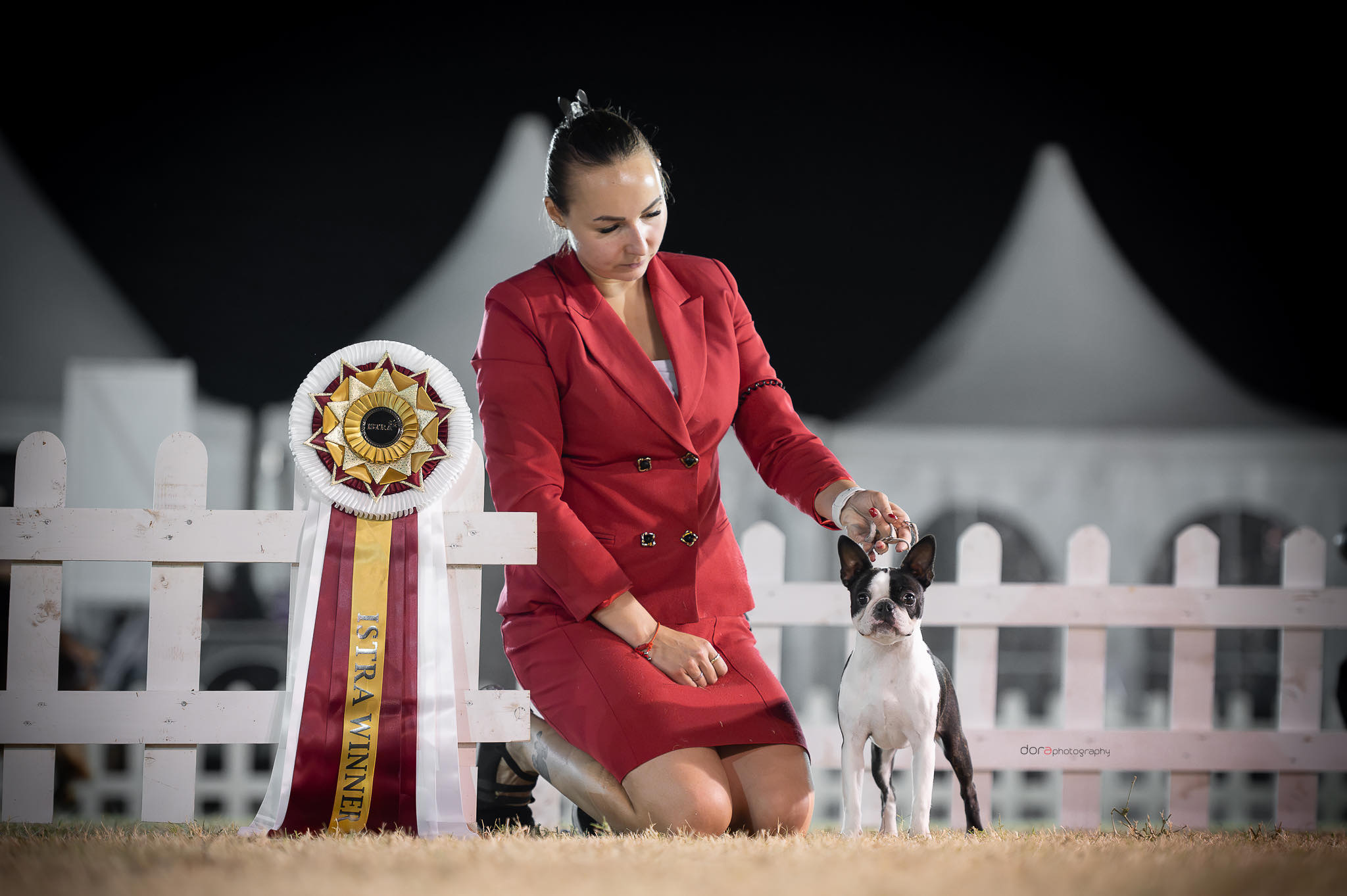 Boston Terrier puppy Amir from Litter A - AT Team Kennel